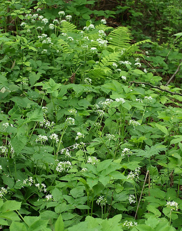 Изображение особи Allium ursinum.