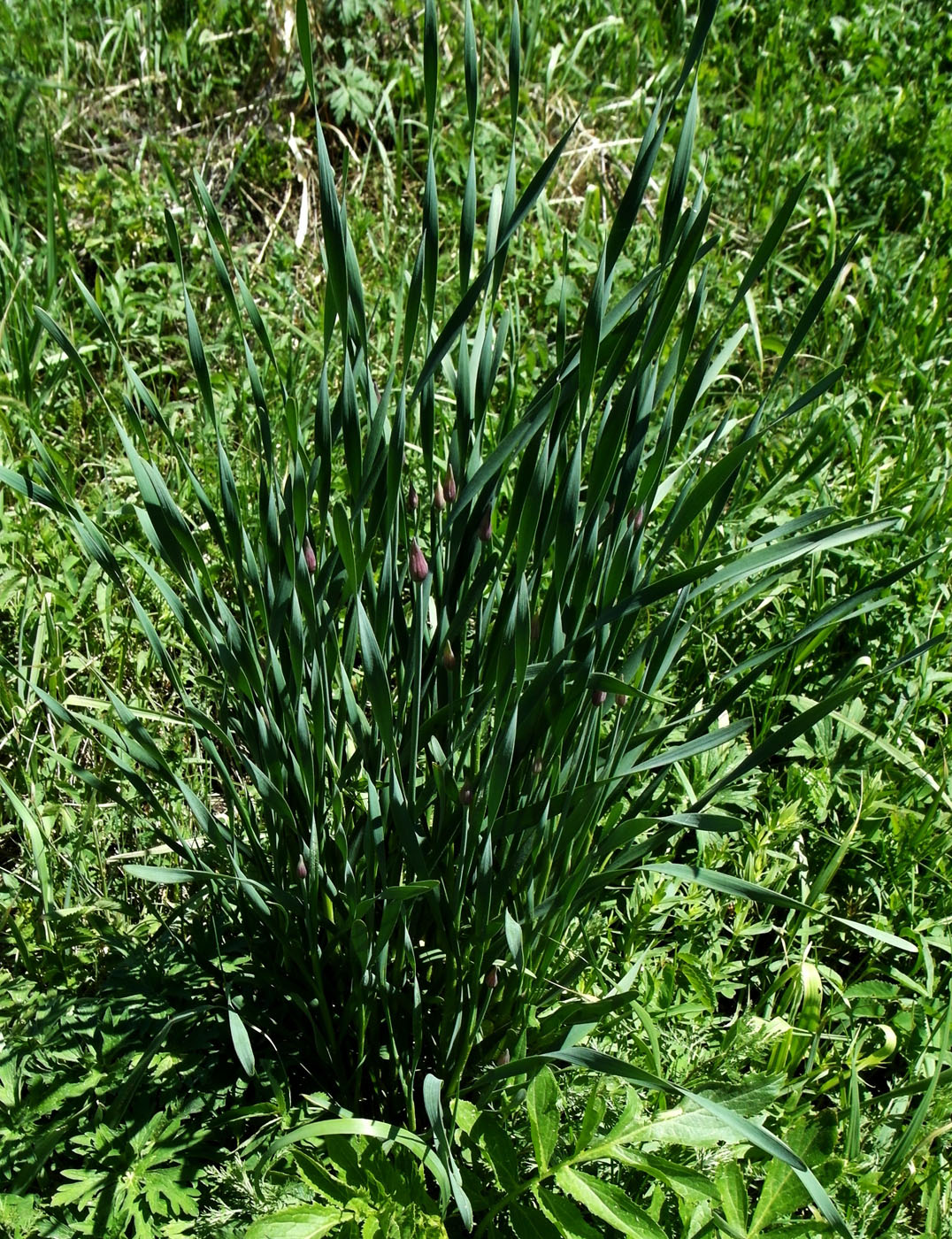 Image of Allium hymenorhizum specimen.