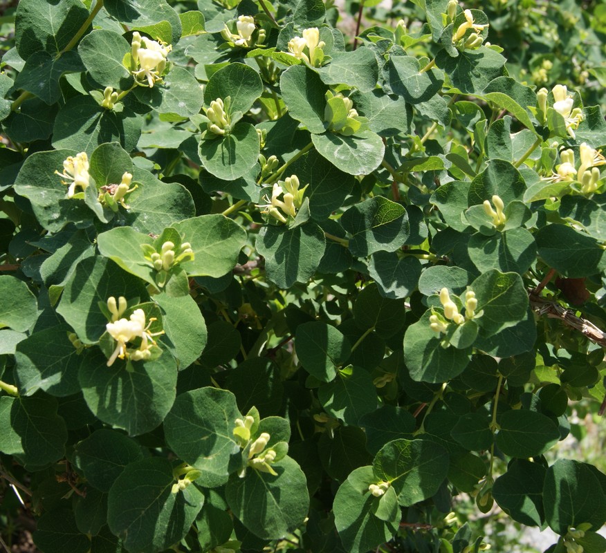 Image of Lonicera iberica specimen.