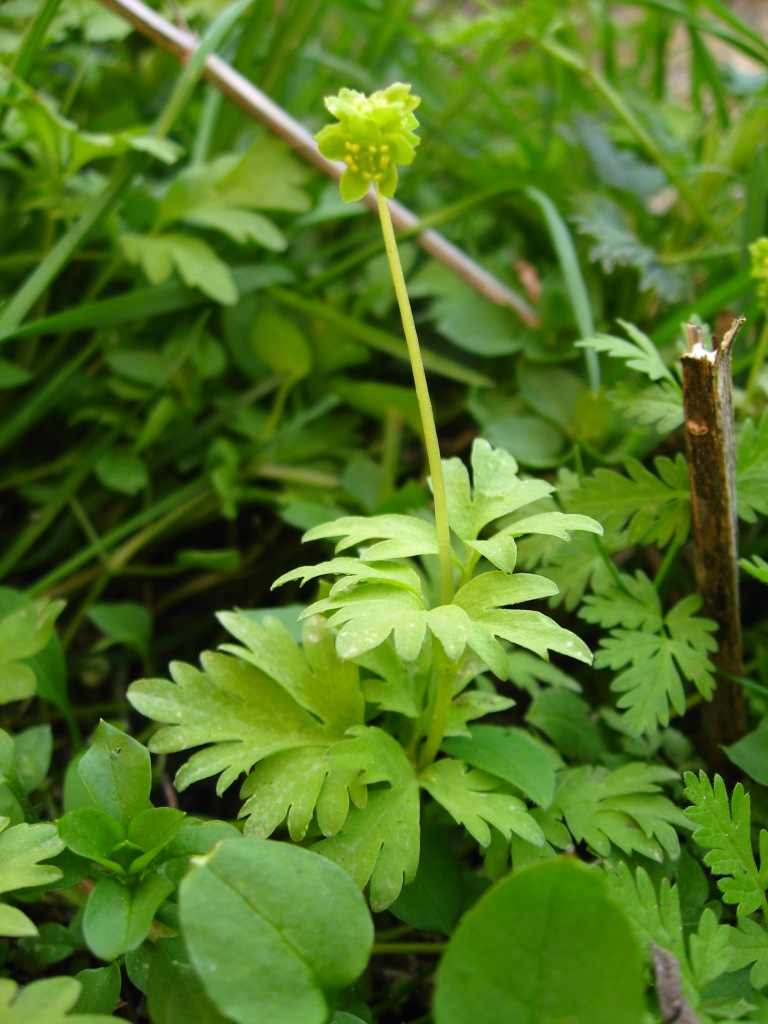 Image of Adoxa moschatellina specimen.