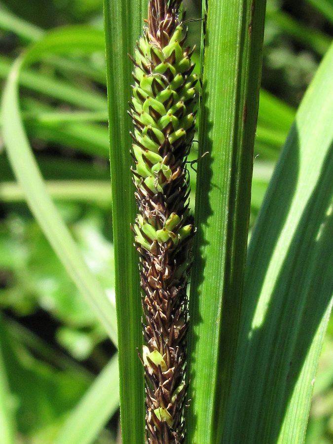 Image of Carex aquatilis specimen.