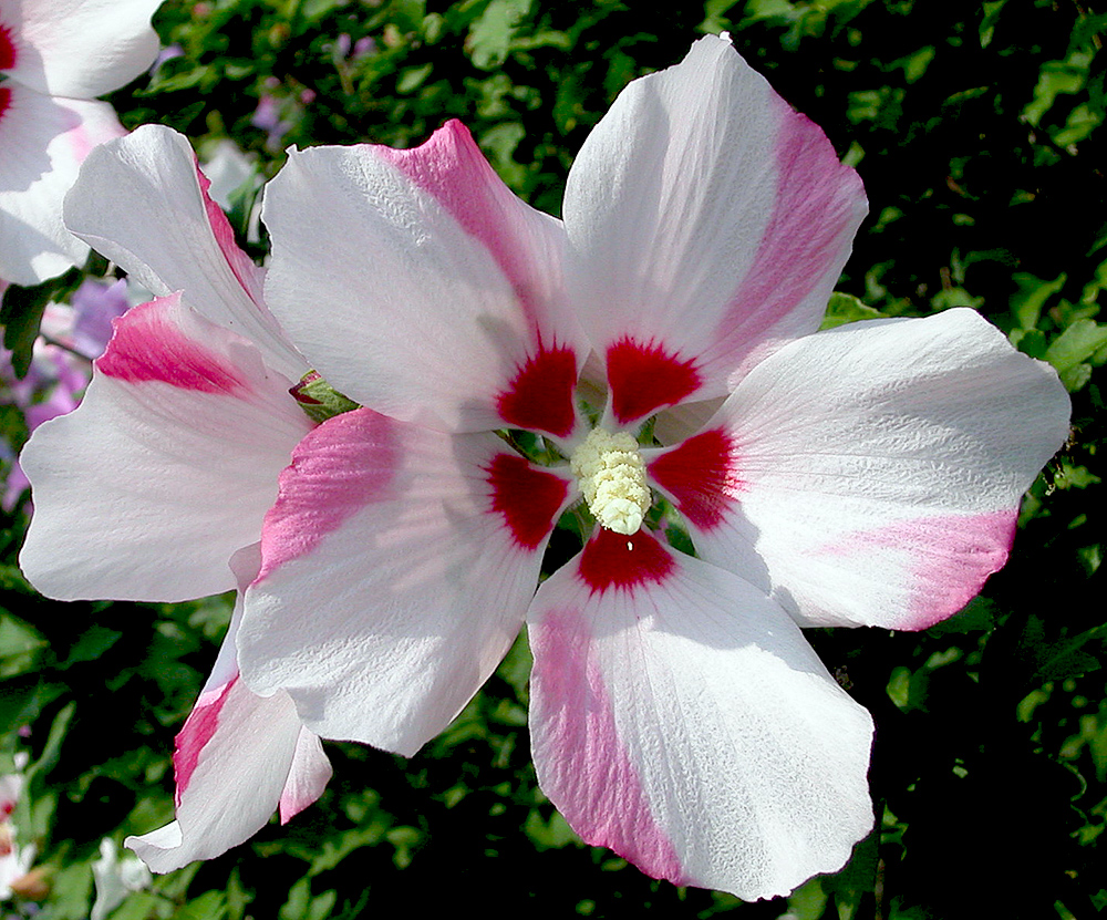 Image of Hibiscus syriacus specimen.