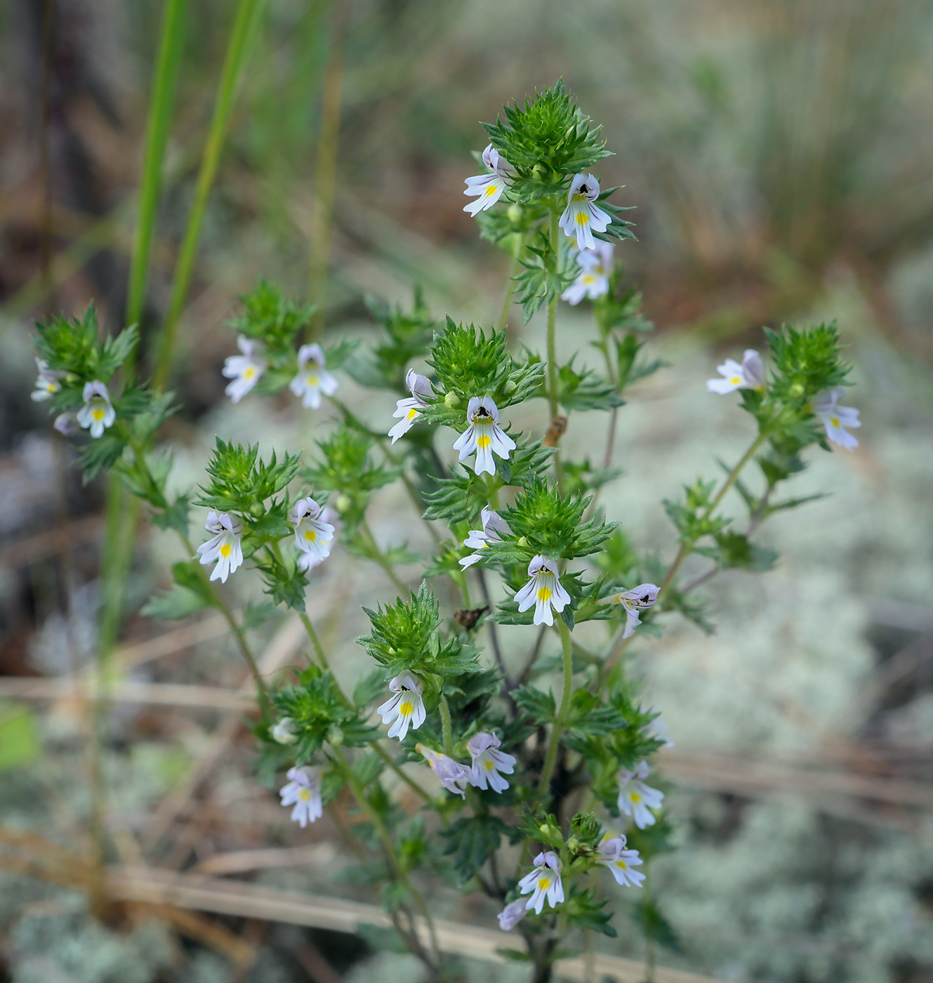 Изображение особи род Euphrasia.