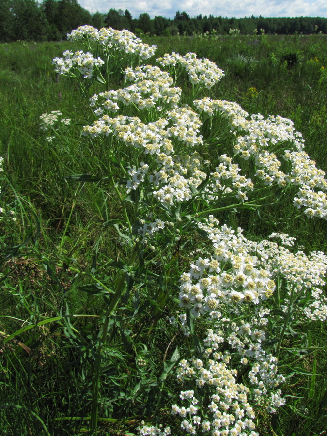 Изображение особи Achillea cartilaginea.