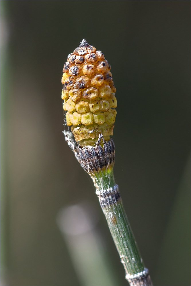 Image of Equisetum hyemale specimen.