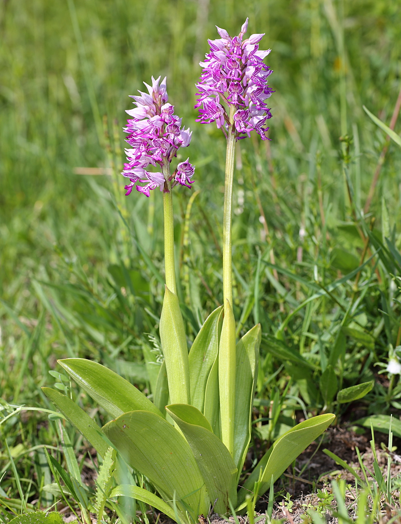 Image of Orchis militaris specimen.