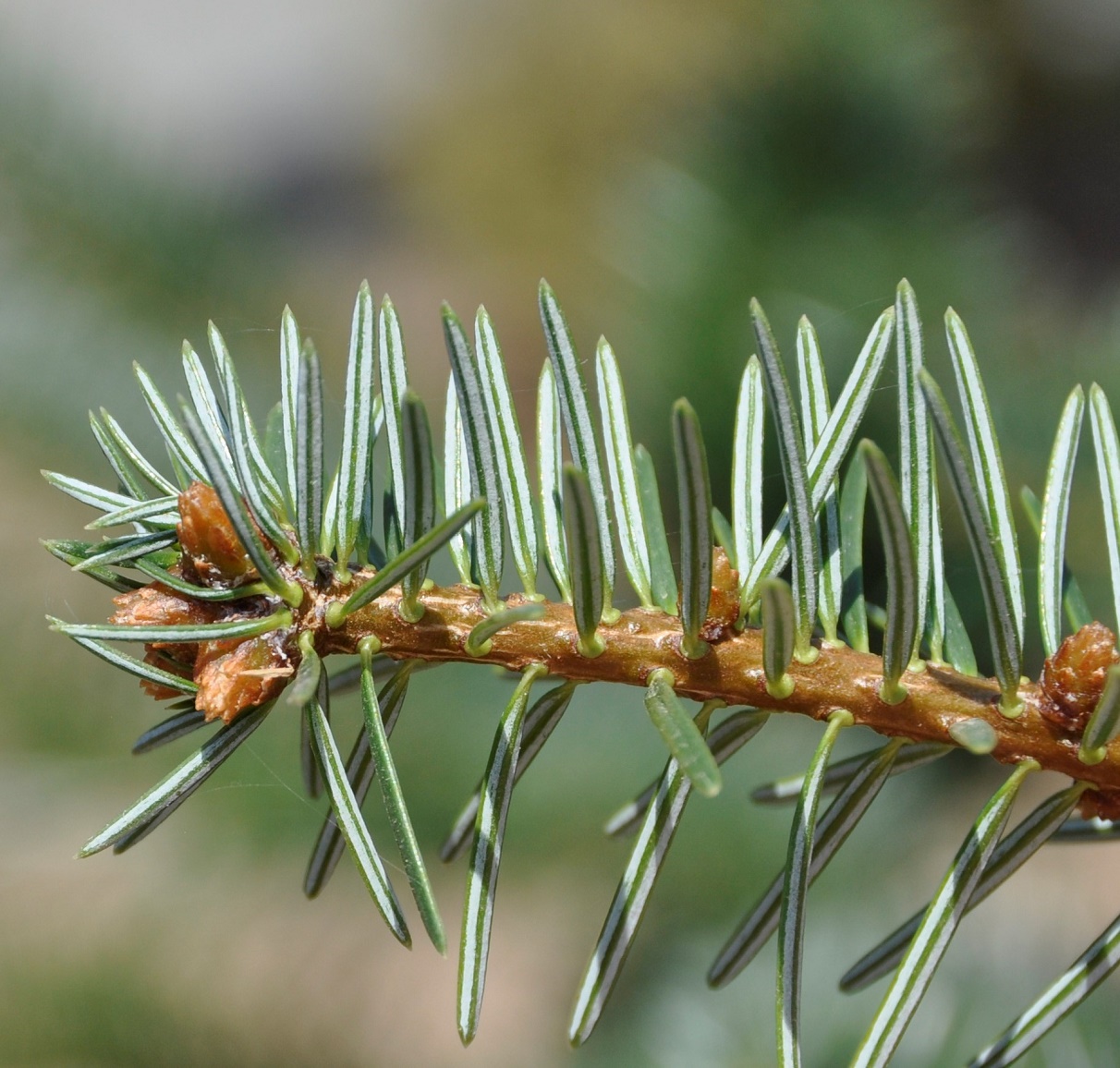 Image of Abies cilicica specimen.