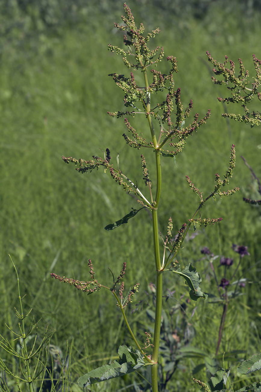 Image of Rumex gmelinii specimen.