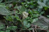 Symphytum grandiflorum. Побег с соцветием. Республика Адыгея, левый борт долины руч. Сюк, широколиственный лес. 10.04.2019.