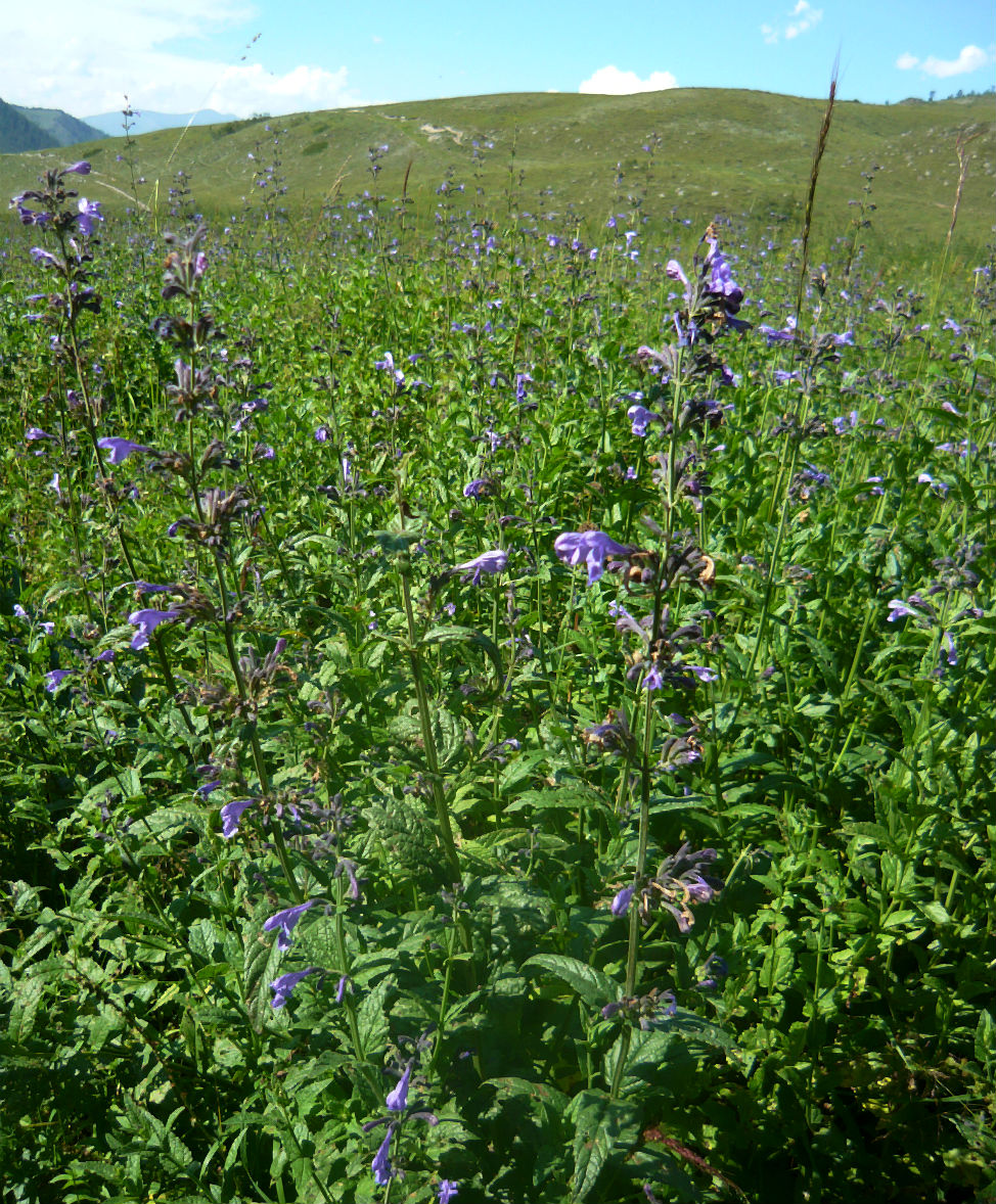 Image of Nepeta sibirica specimen.