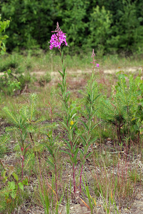 Изображение особи Chamaenerion angustifolium.