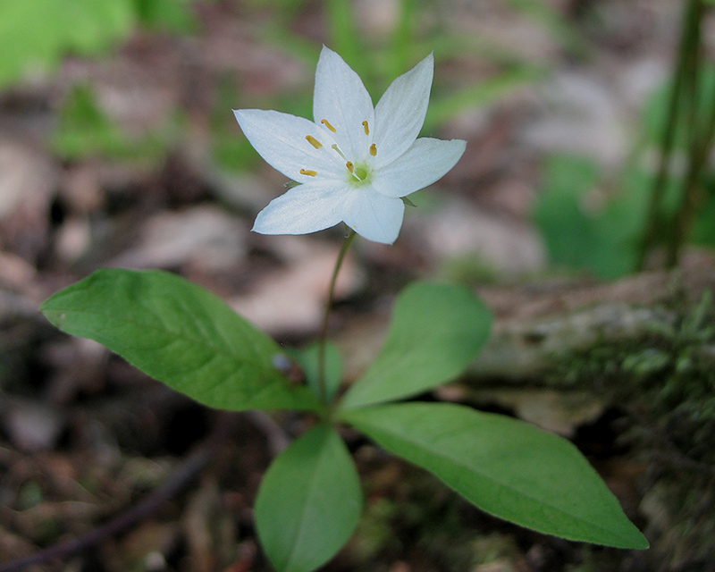 Image of Trientalis europaea specimen.