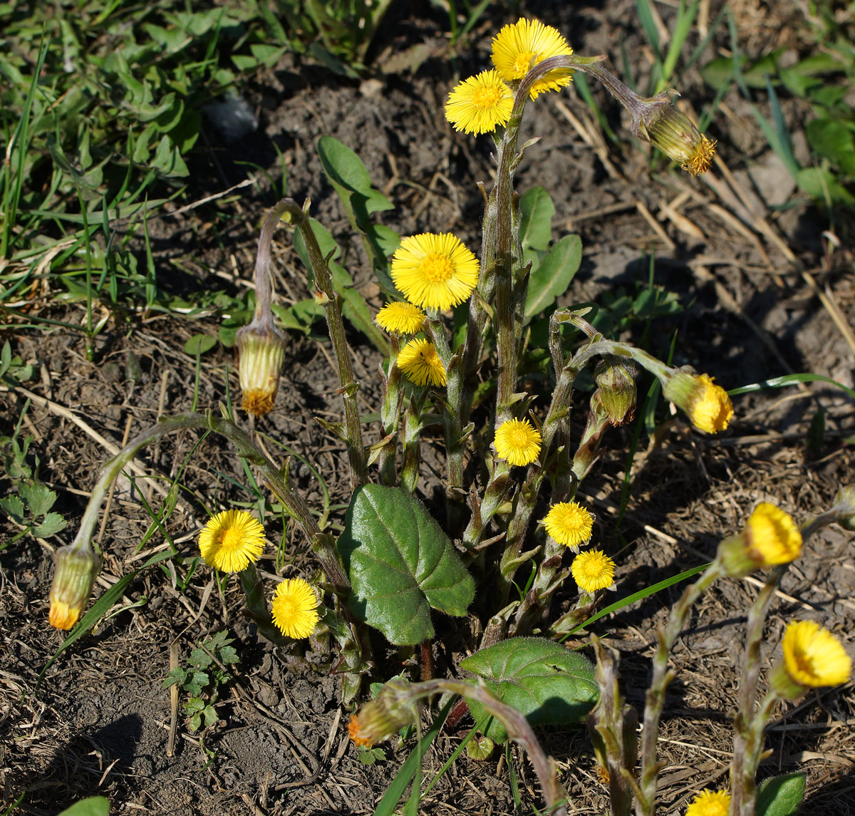 Image of Tussilago farfara specimen.