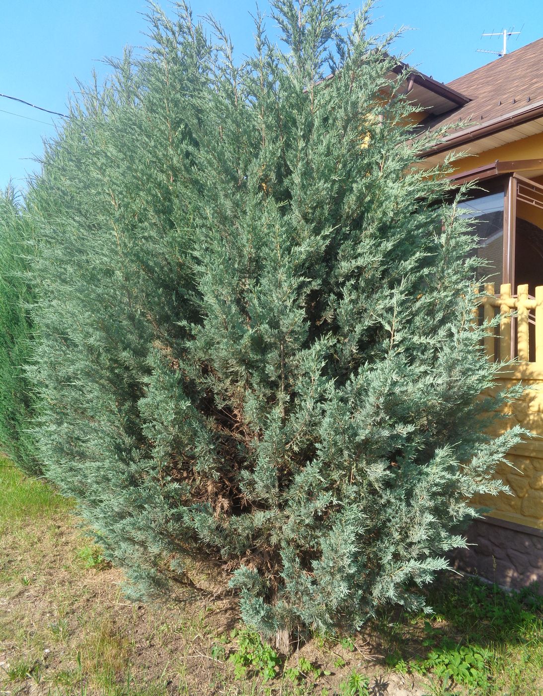 Image of Juniperus scopulorum specimen.