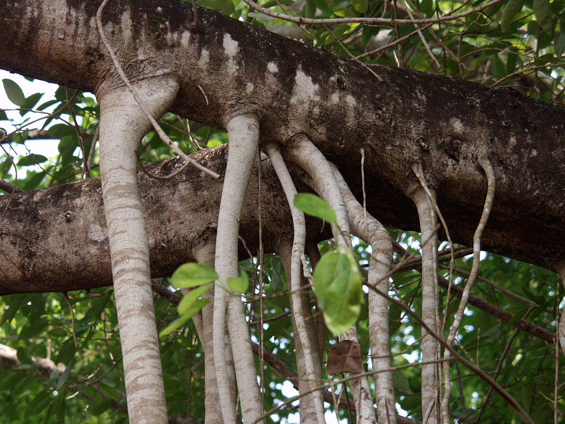 Изображение особи род Ficus.