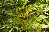 Смотреть изображение Coreopsis tinctoria