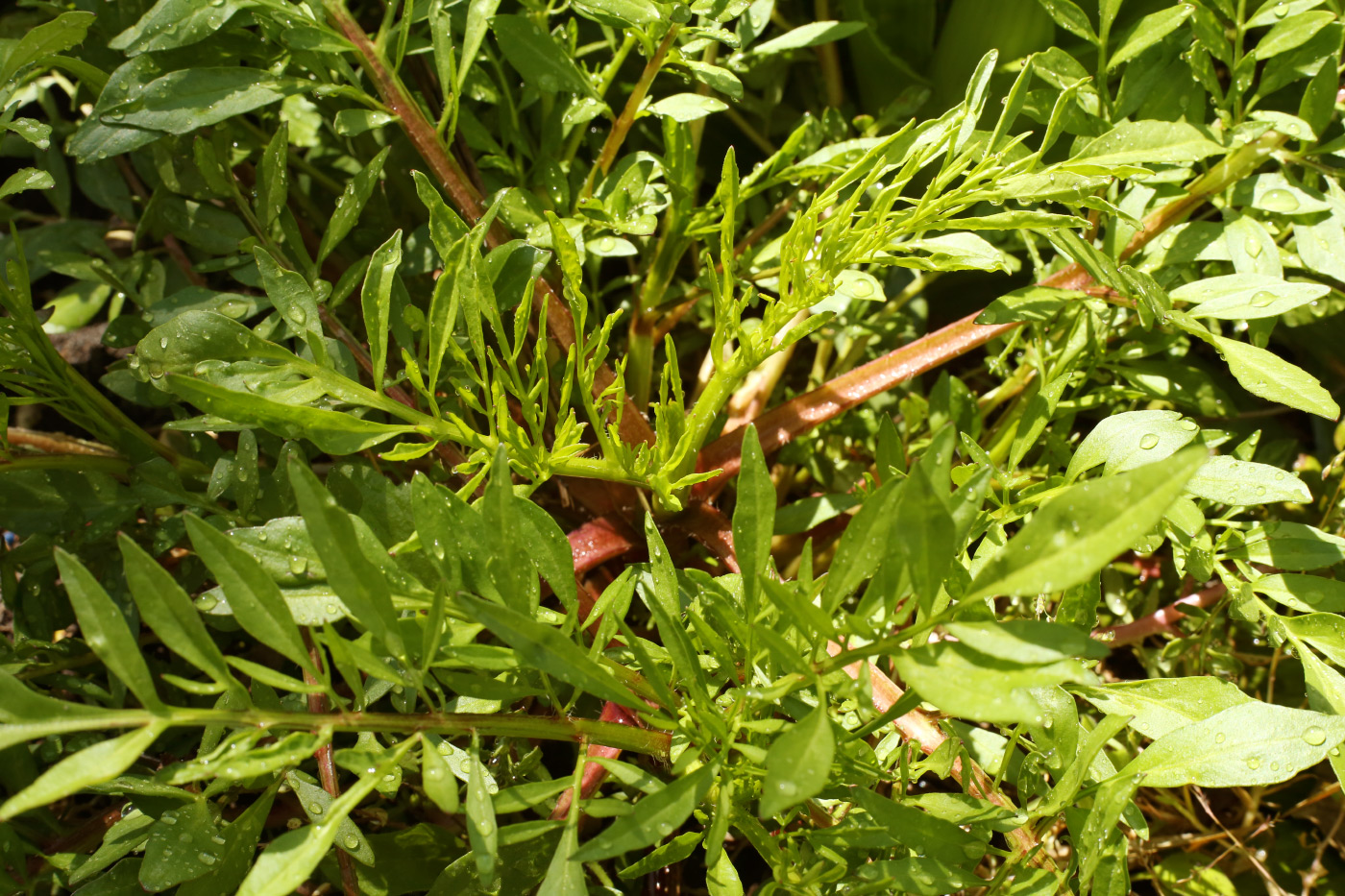 Изображение особи Coreopsis tinctoria.