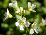 Cardamine amara. Цветки. Московская обл., г. Дубна, лесопарк, заболоченный участок смешанного леса недалеко от Нового шоссе. 26.05.2020.