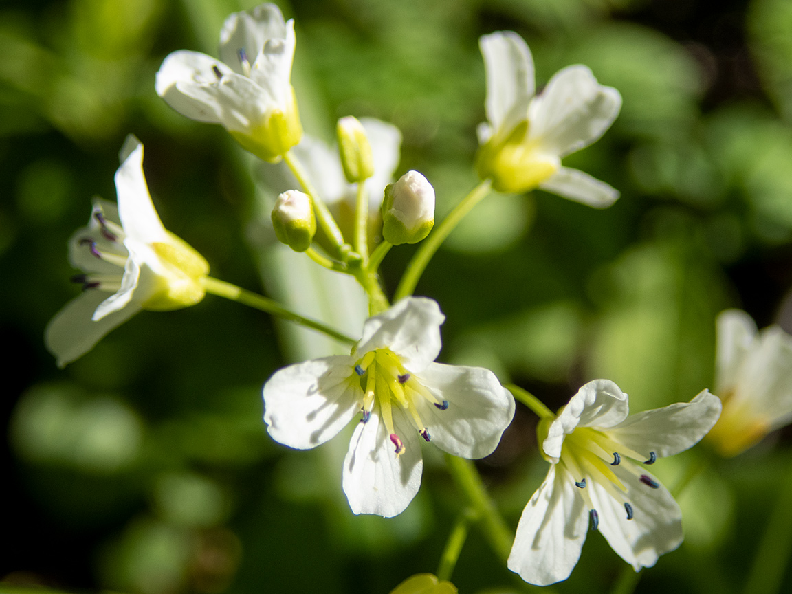 Изображение особи Cardamine amara.