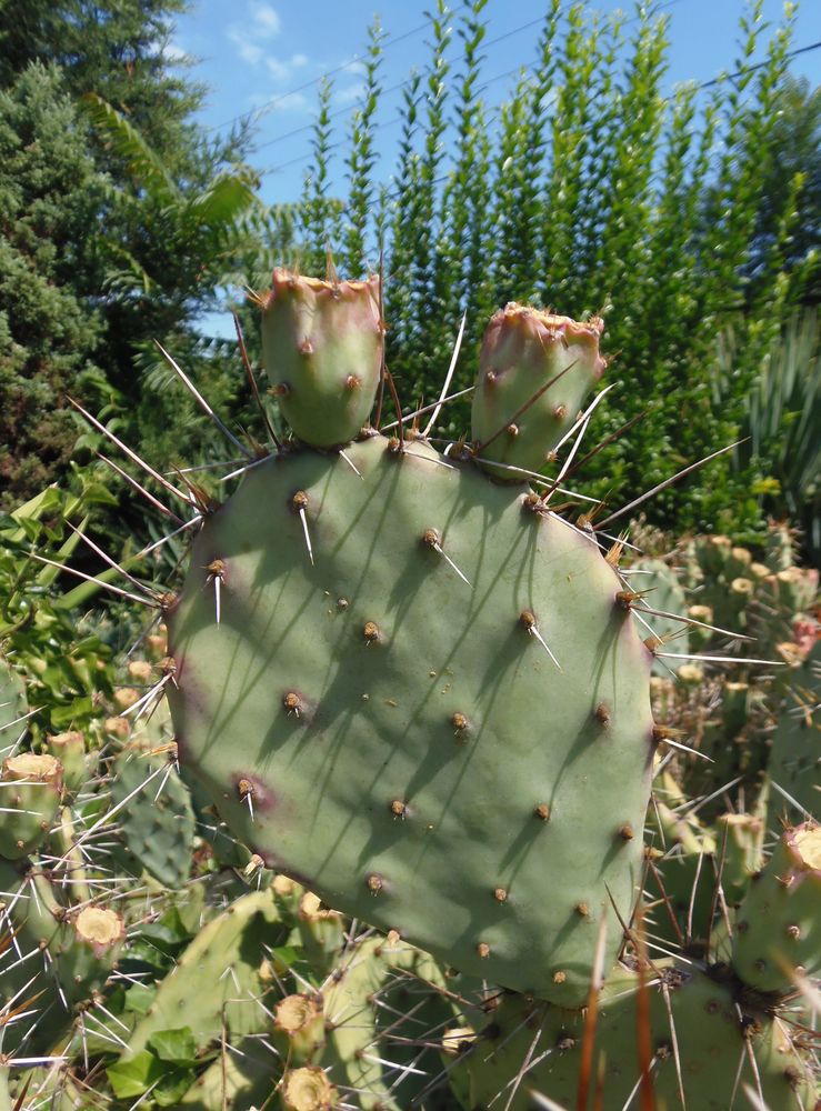 Image of Opuntia phaeacantha var. camanchica f. rubra specimen.