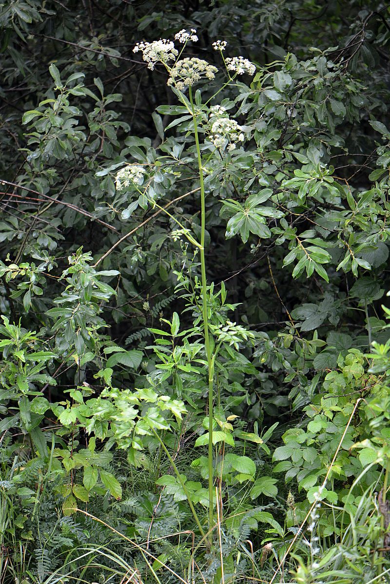 Image of Ostericum palustre specimen.