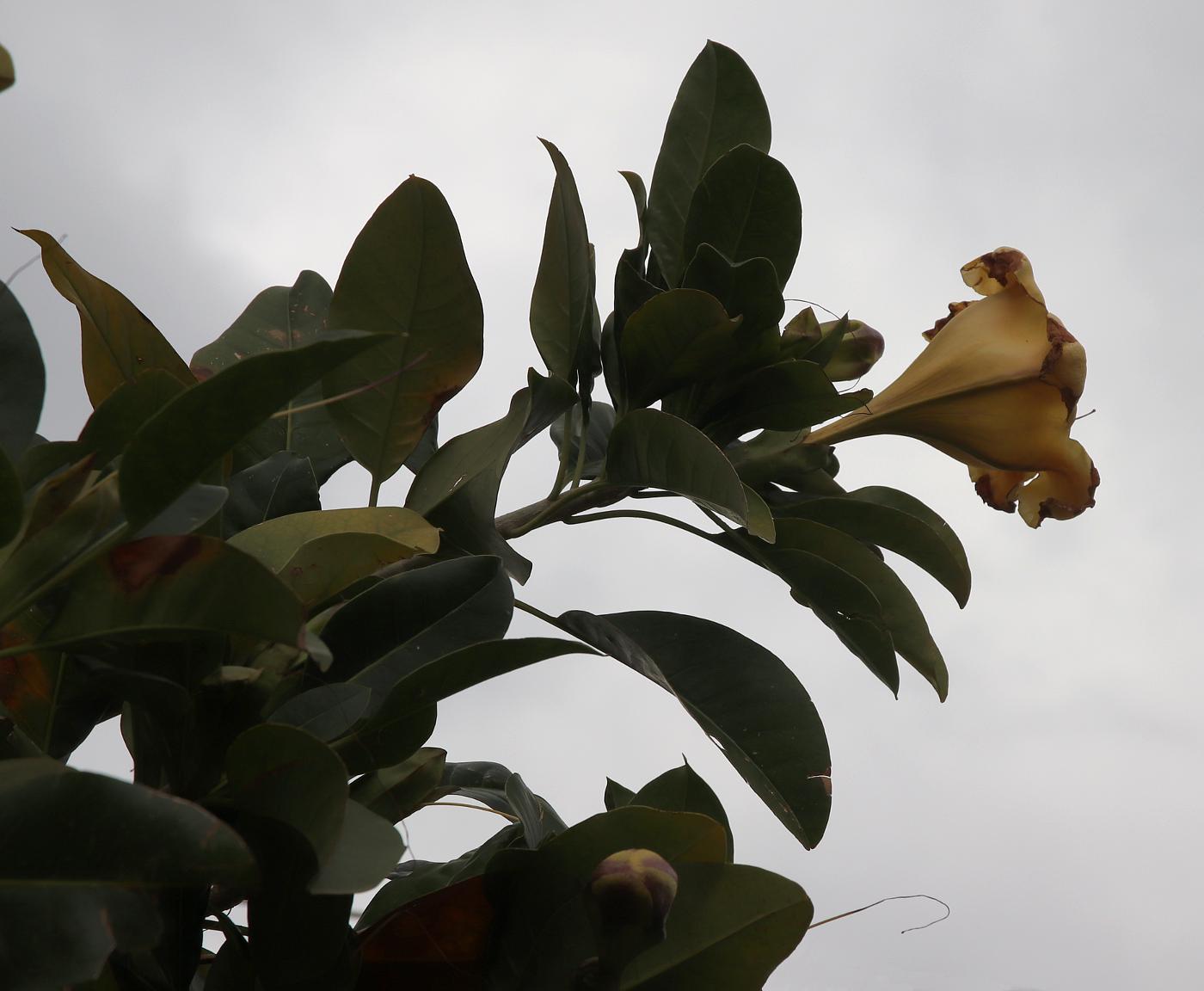 Image of Solandra maxima specimen.