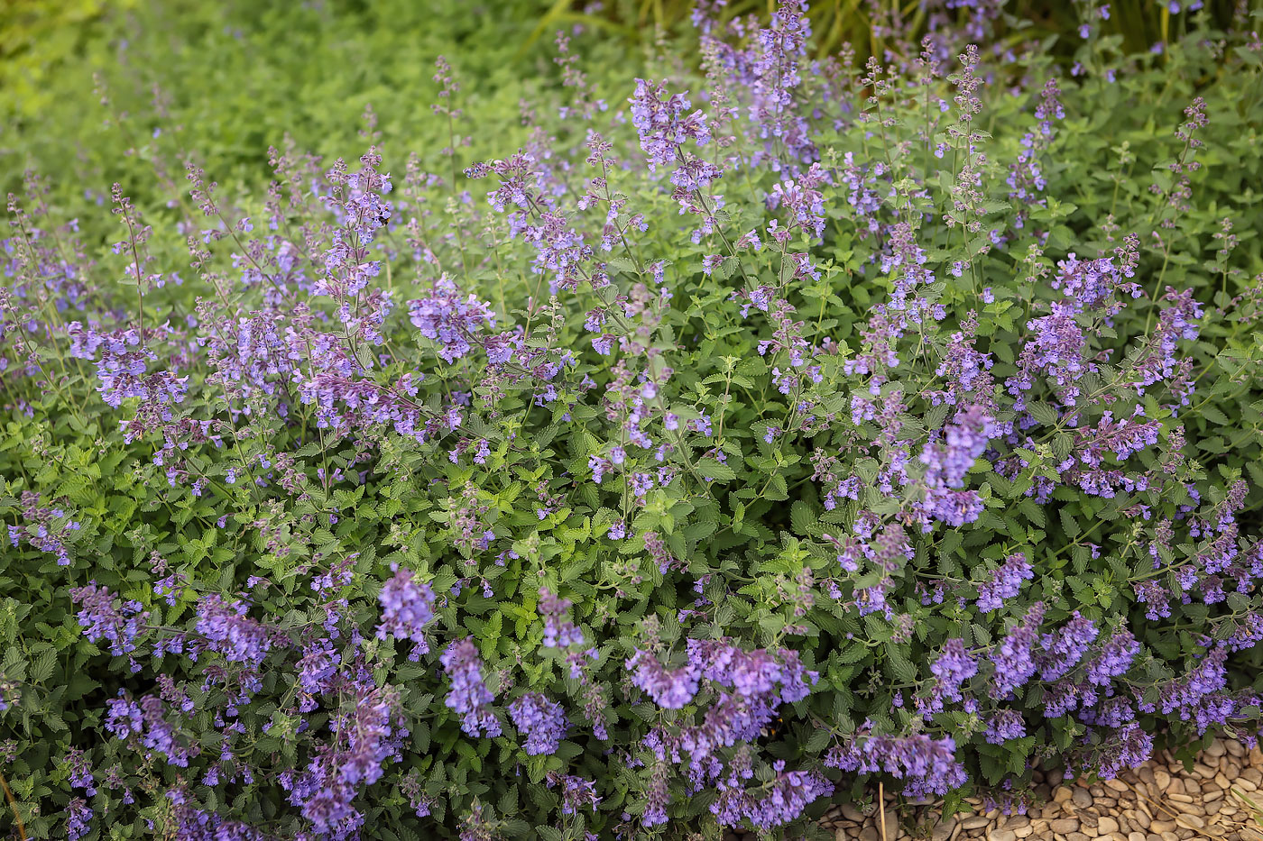 Изображение особи Nepeta &times; faassenii.