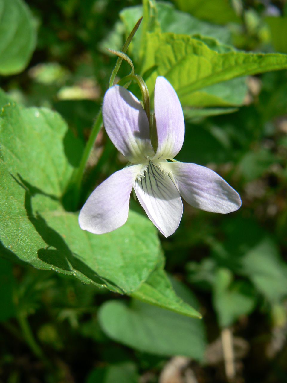 Image of Viola acuminata specimen.