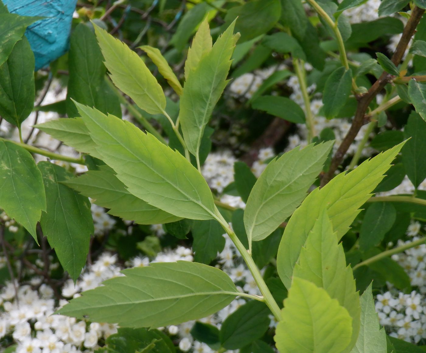 Изображение особи Spiraea crenata.