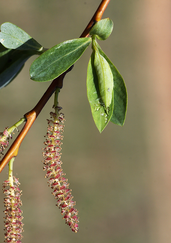 Image of Chosenia arbutifolia specimen.