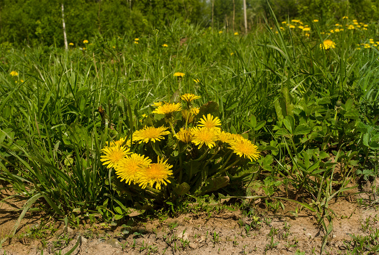 Изображение особи Taraxacum officinale.