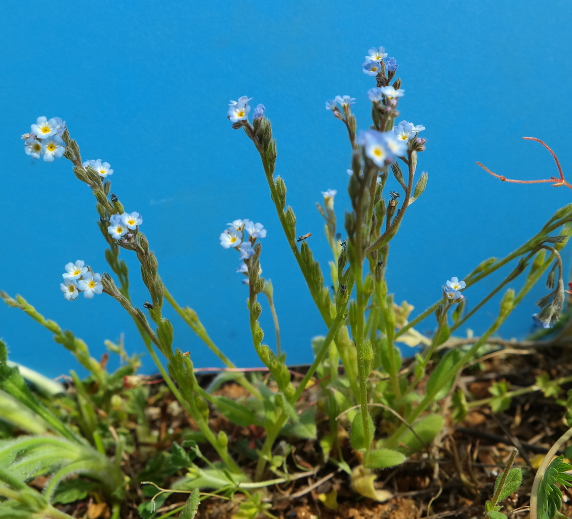 Image of Myosotis incrassata specimen.