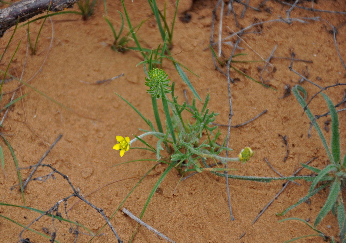 Image of genus Ceratocephala specimen.