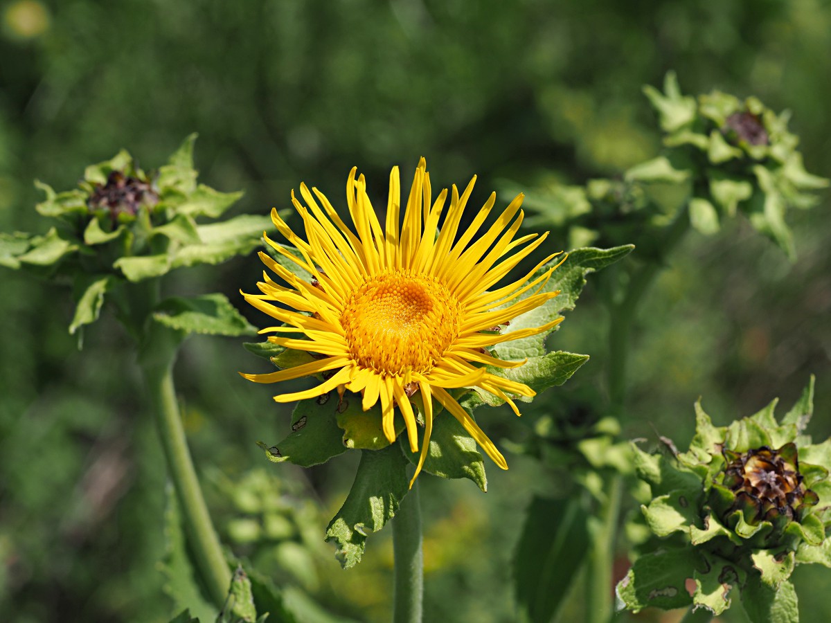 Image of Inula helenium specimen.