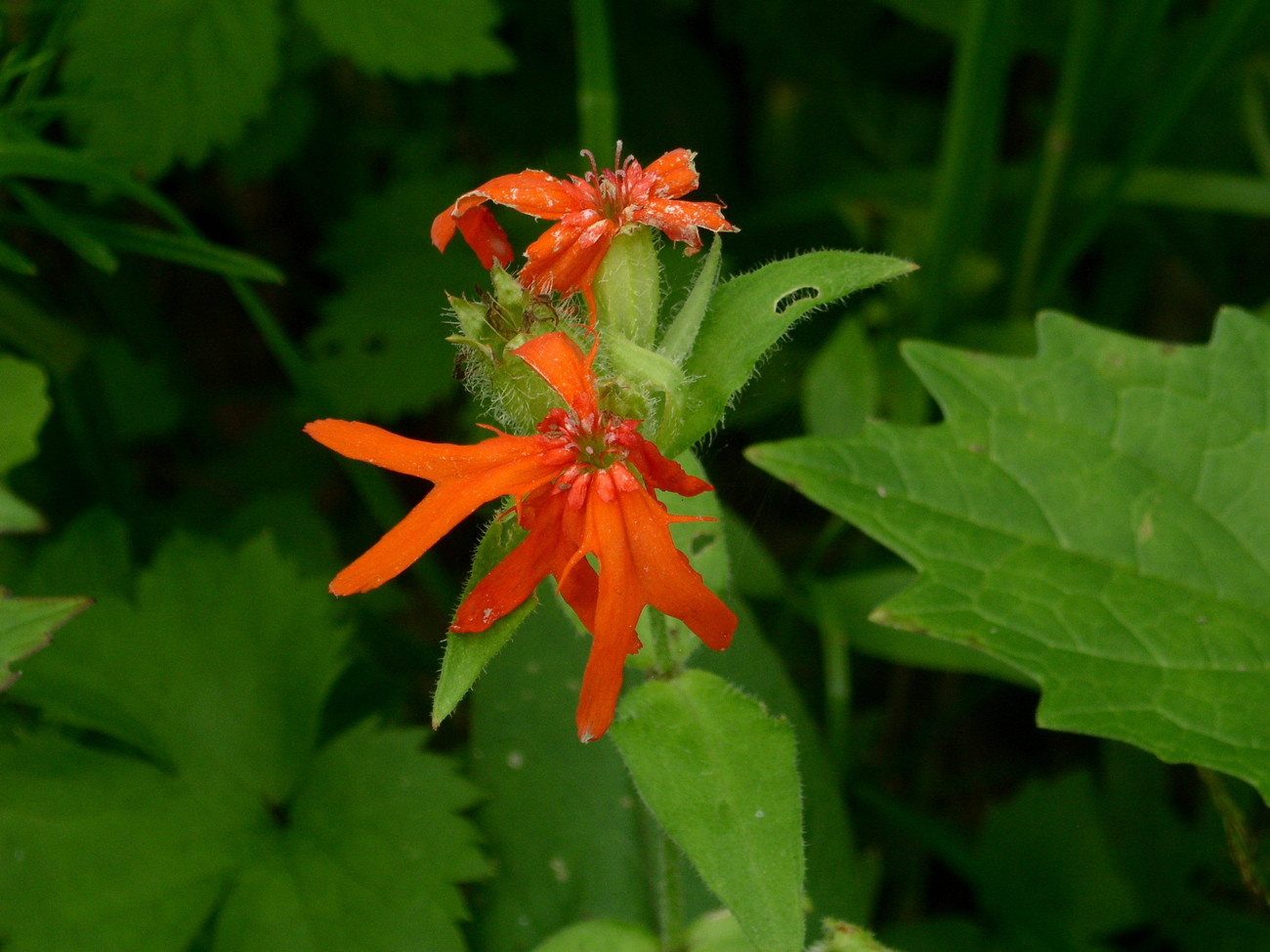 Изображение особи Lychnis fulgens.