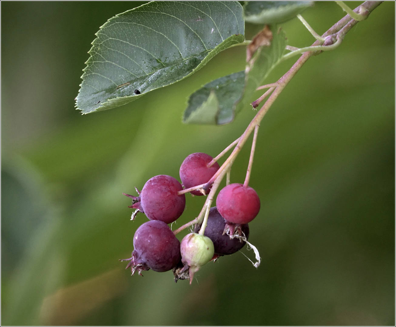 Image of Amelanchier spicata specimen.