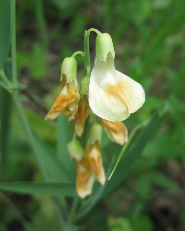 Изображение особи Lathyrus lacaitae.