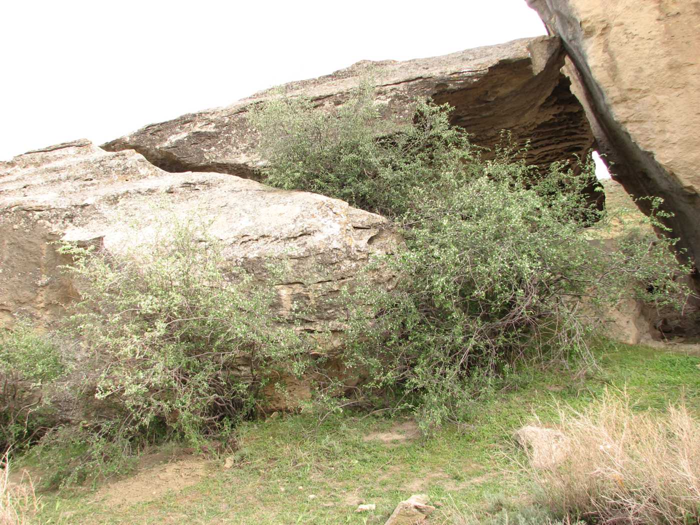 Image of Cotoneaster saxatilis specimen.