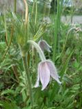 Pulsatilla dahurica