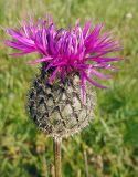 Centaurea scabiosa