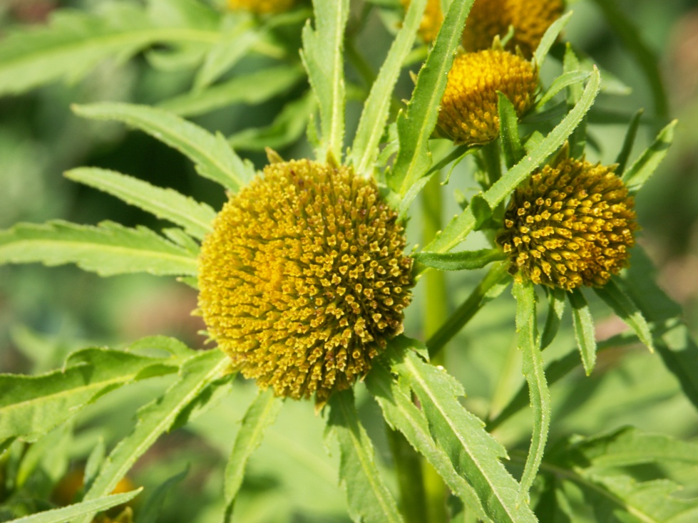 Image of Bidens radiata specimen.