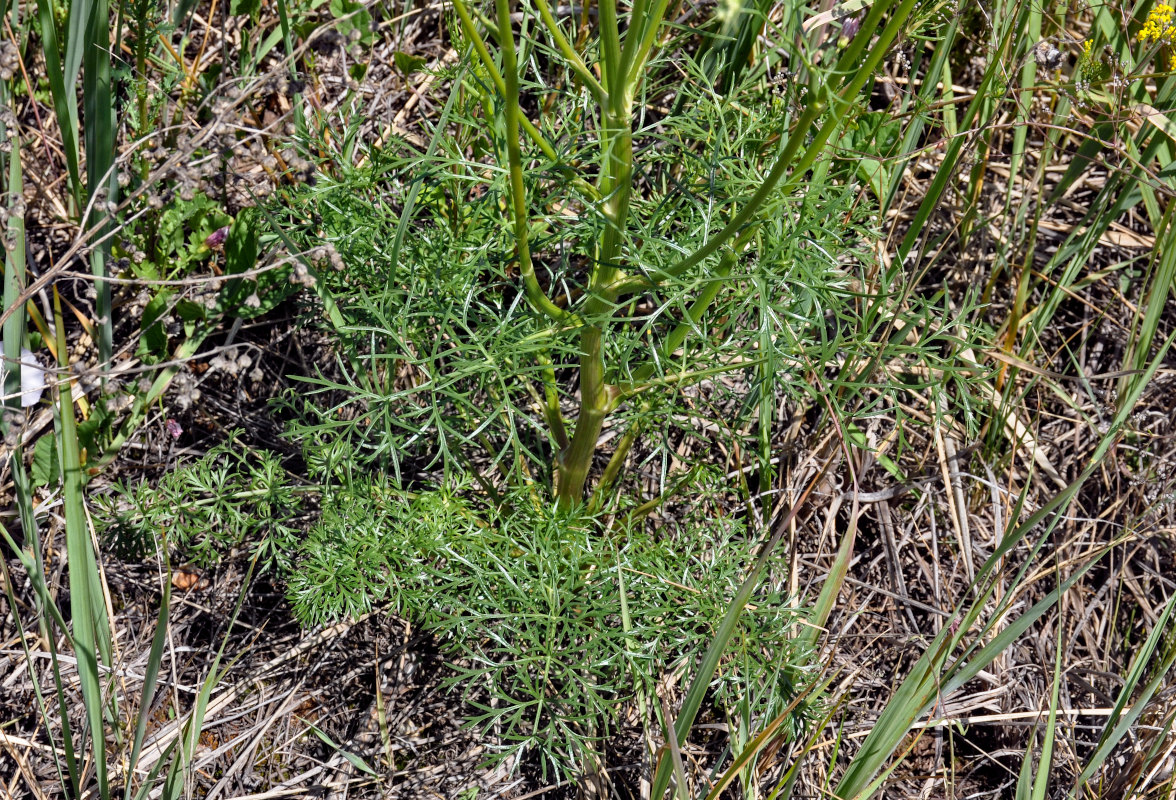 Image of Kitagawia baicalensis specimen.