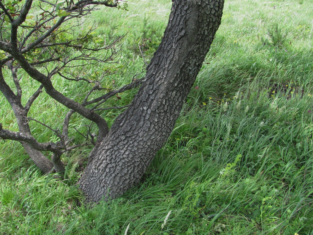 Изображение особи Quercus petraea.