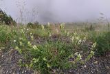 Stachys atherocalyx