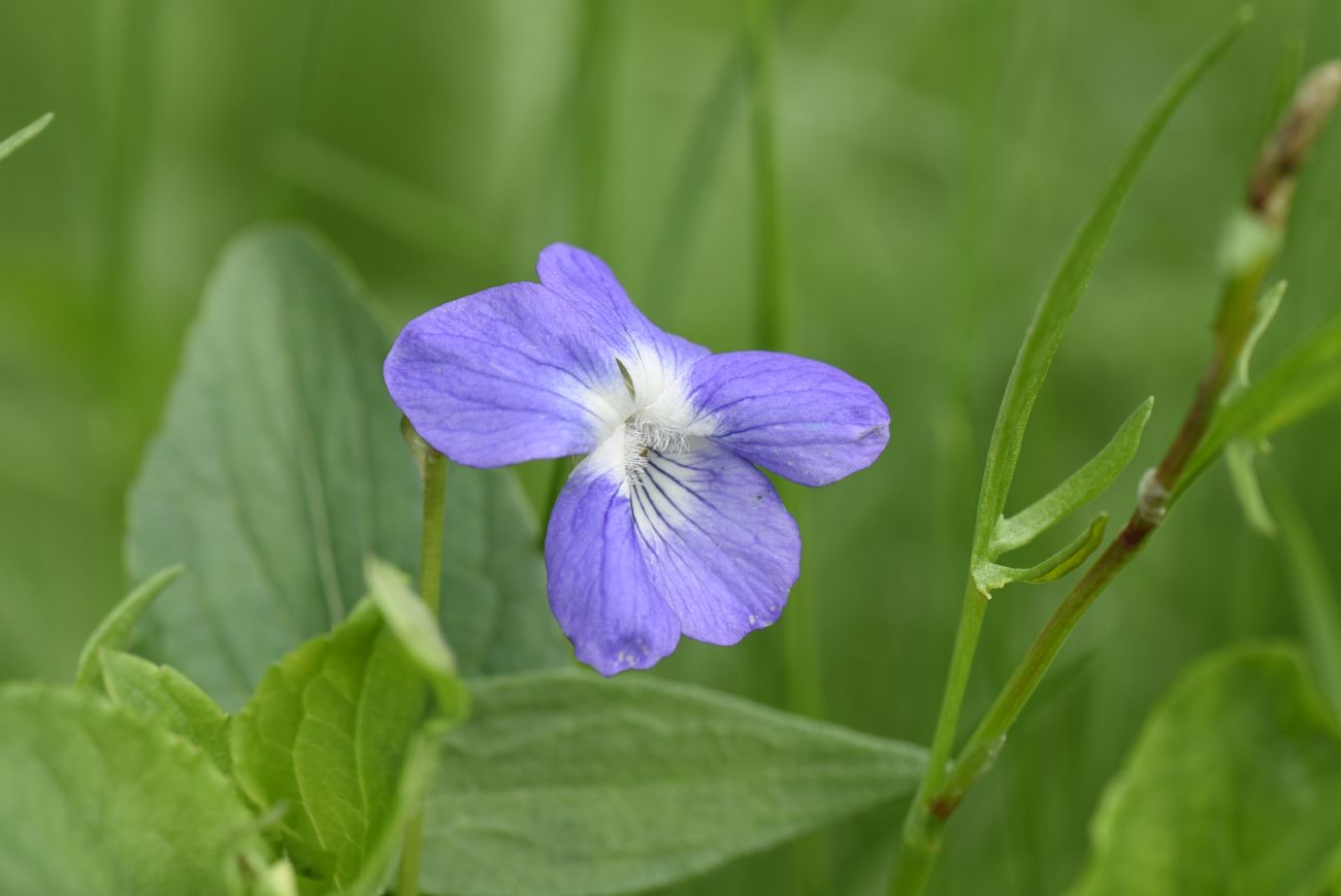 Image of Viola canina specimen.