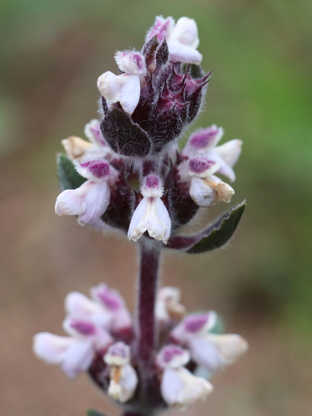 Image of Phlomoides angreni specimen.