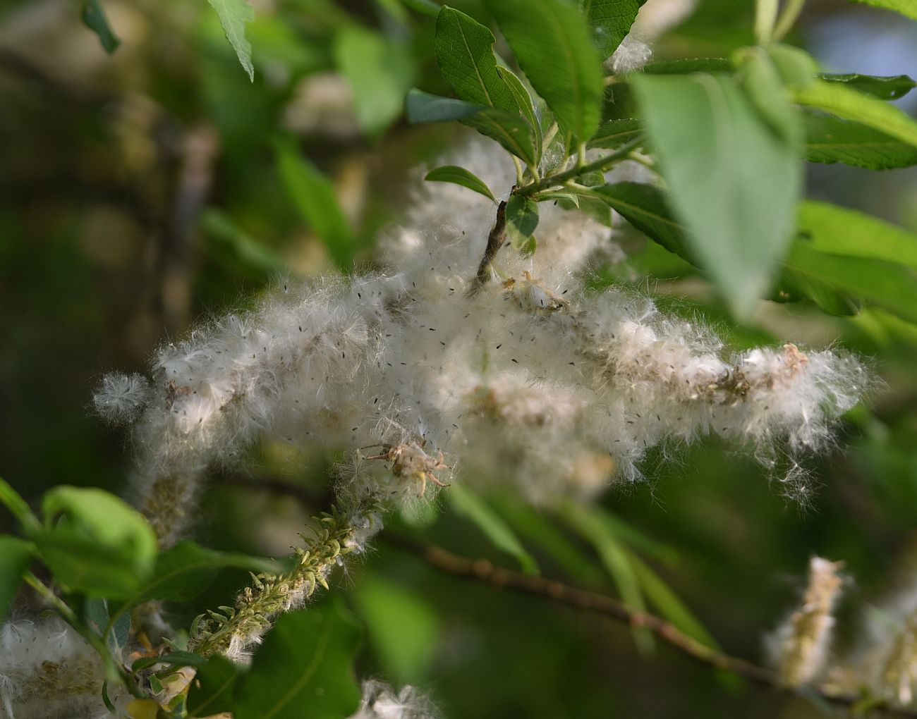 Изображение особи Salix cinerea.