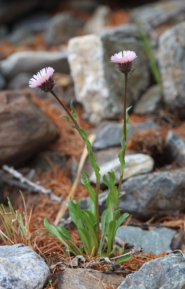 Image of genus Erigeron specimen.