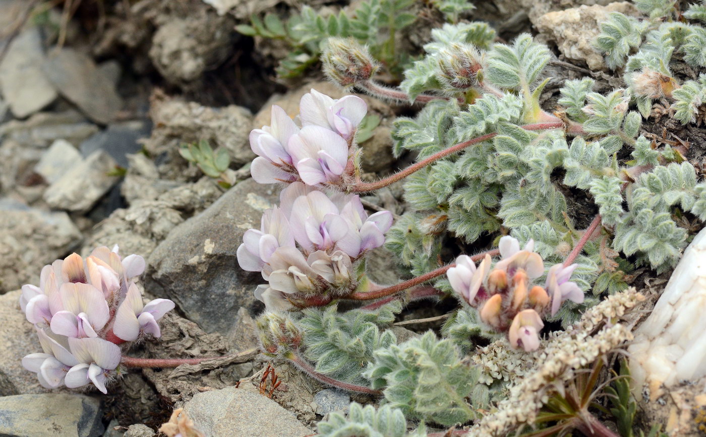 Image of Oxytropis alajica specimen.