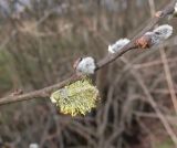 Salix cinerea